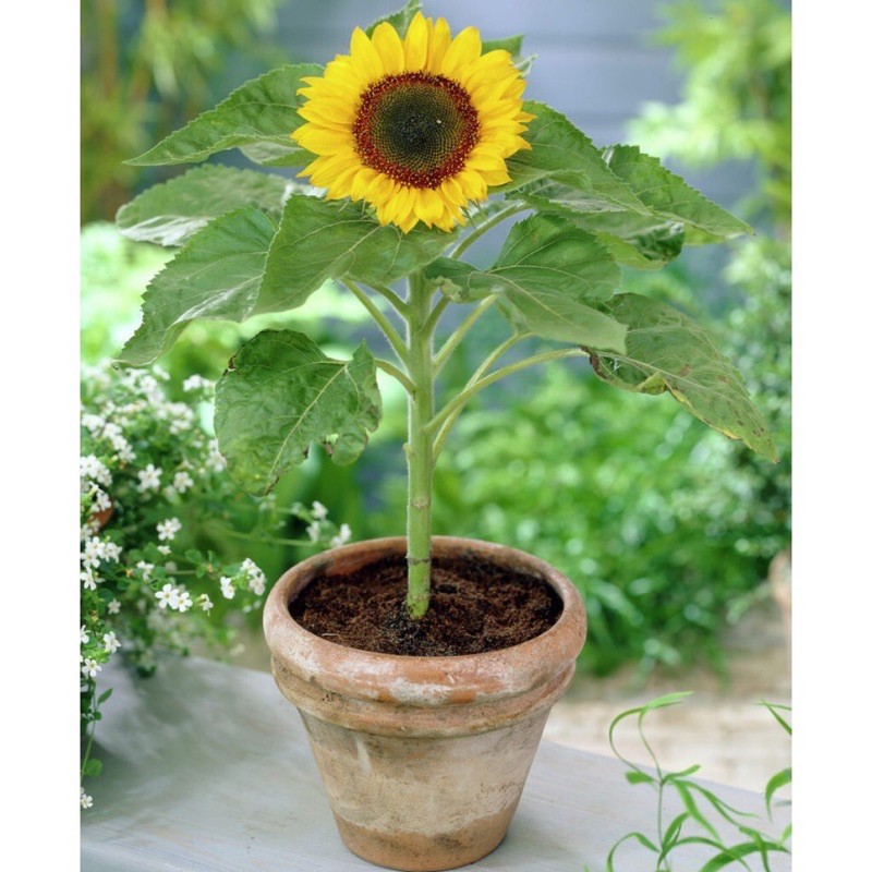 Hạt giống hoa hướng dương Lùn hoa to
