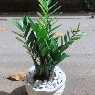 Chậu Cây Kim Phát Tài