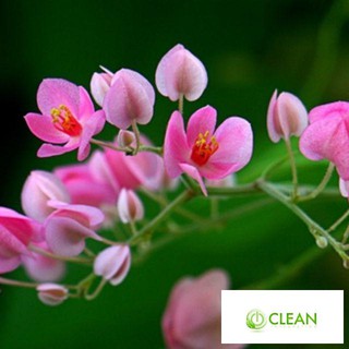 Hạt giống hoa tigon mix 5 mầu Xanh trắng hồng đỏ vàng gói 20h