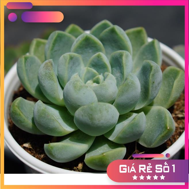 Sen Đá Sao BăngGLASS GARDEN, size trung 10cm, Hàng sen đá Đà Lạt, lỗi 1 đổi 1