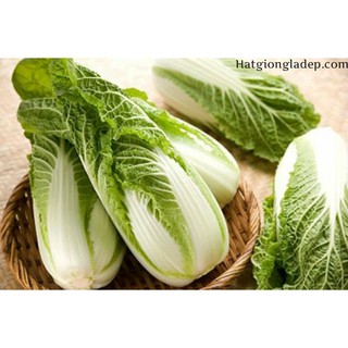 Hạt Giống Rau Cải Thảo