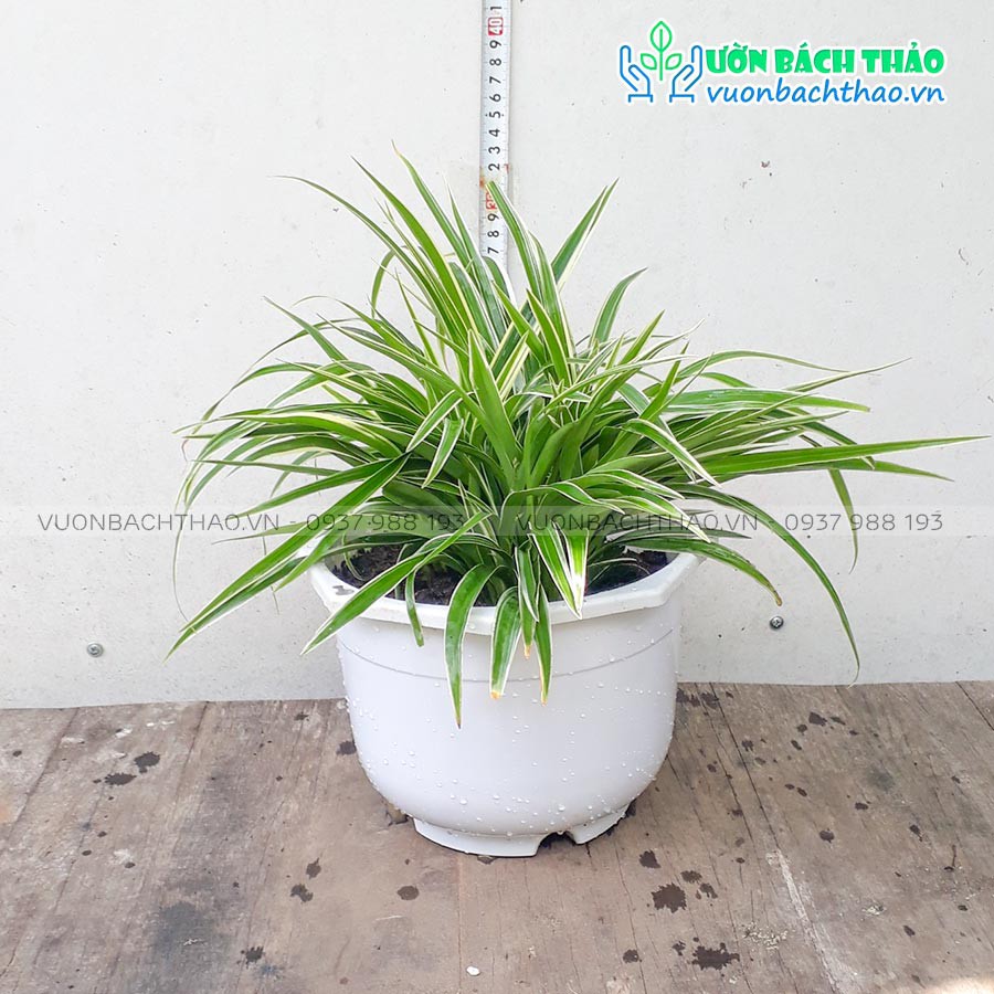 Cây cỏ lan chi, cây thảo lan chi