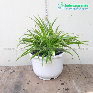 Cây cỏ lan chi, cây thảo lan chi