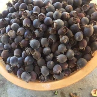 Cây giống sim rừng