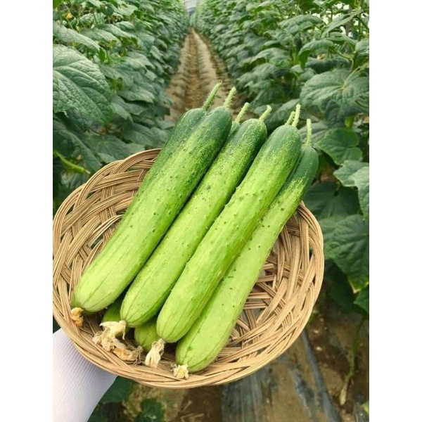Hạt giống dưa chuột nếp ta siêu giòn, siêu ngọt gói 0.5gr