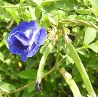 Hạt giống hoa đậu biếc hoa kép- 20 hạt - Hàng Thái