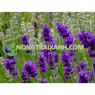 50H - HẠT GIỐNG HOA OẢI HƯƠNG/ LAVENDER