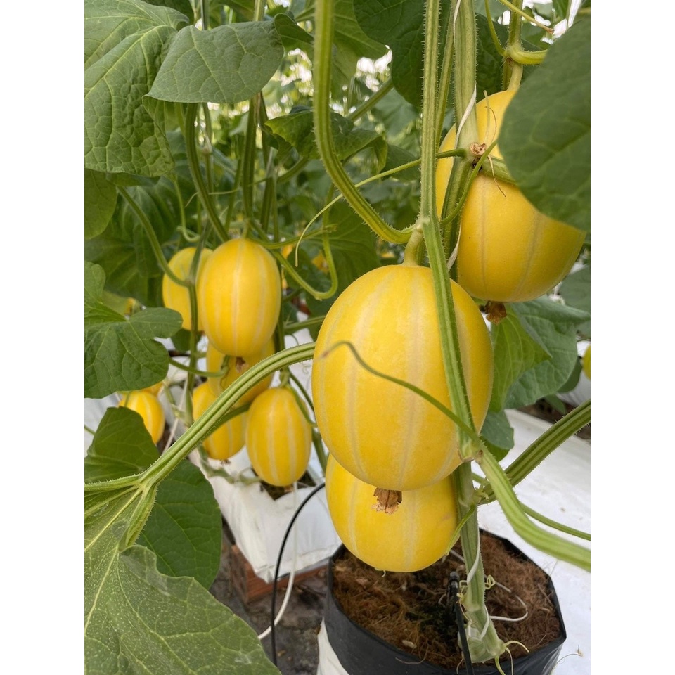 Dưa lê hàn quốc ruột cam Won Yeong nảy mầm 100% có gói 34, 68 hoặc 102 hạt