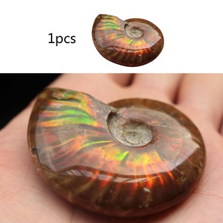 Queen Whole Natural Ammonite Fossil Conch Slice Crystal Specimen Healing 