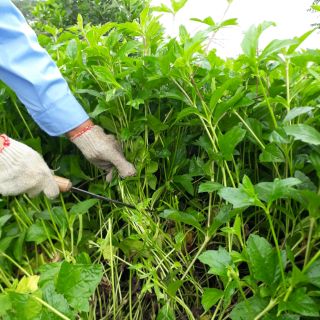 CÂY SÀI ĐẤT TƯƠI 1KG