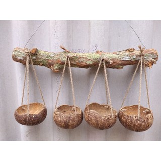 Combo 4 chậu gáo dừa+ khúc cây vú sữa trồng sen đá