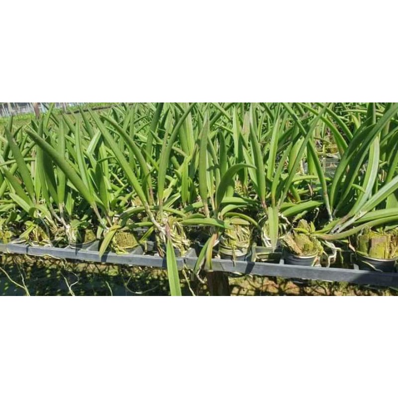 Brass giống 6 màu lựa chuẩn màu