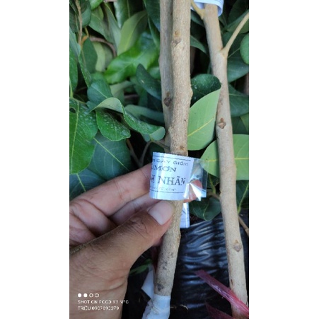 Cây Thanh Nhãn Trái to hạt nhỏ.