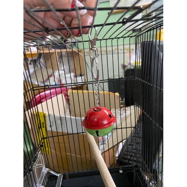 Chuông vòng cho chim vẹt
