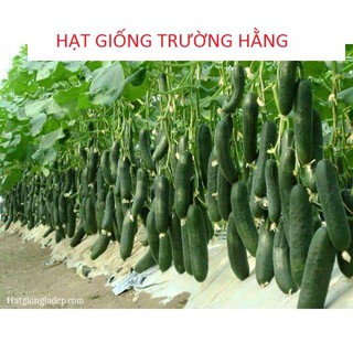 Hạt Giống Dưa Chuột Baby - 10 hạt