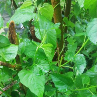 Combo 5 hom giống cây dâu tằm dược liệu