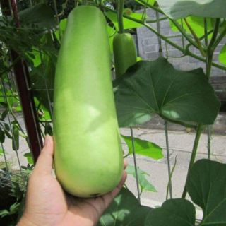 BẦU BỐN MÙA THÁI LAN