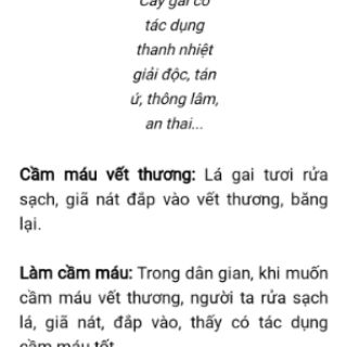 Cây lá gai