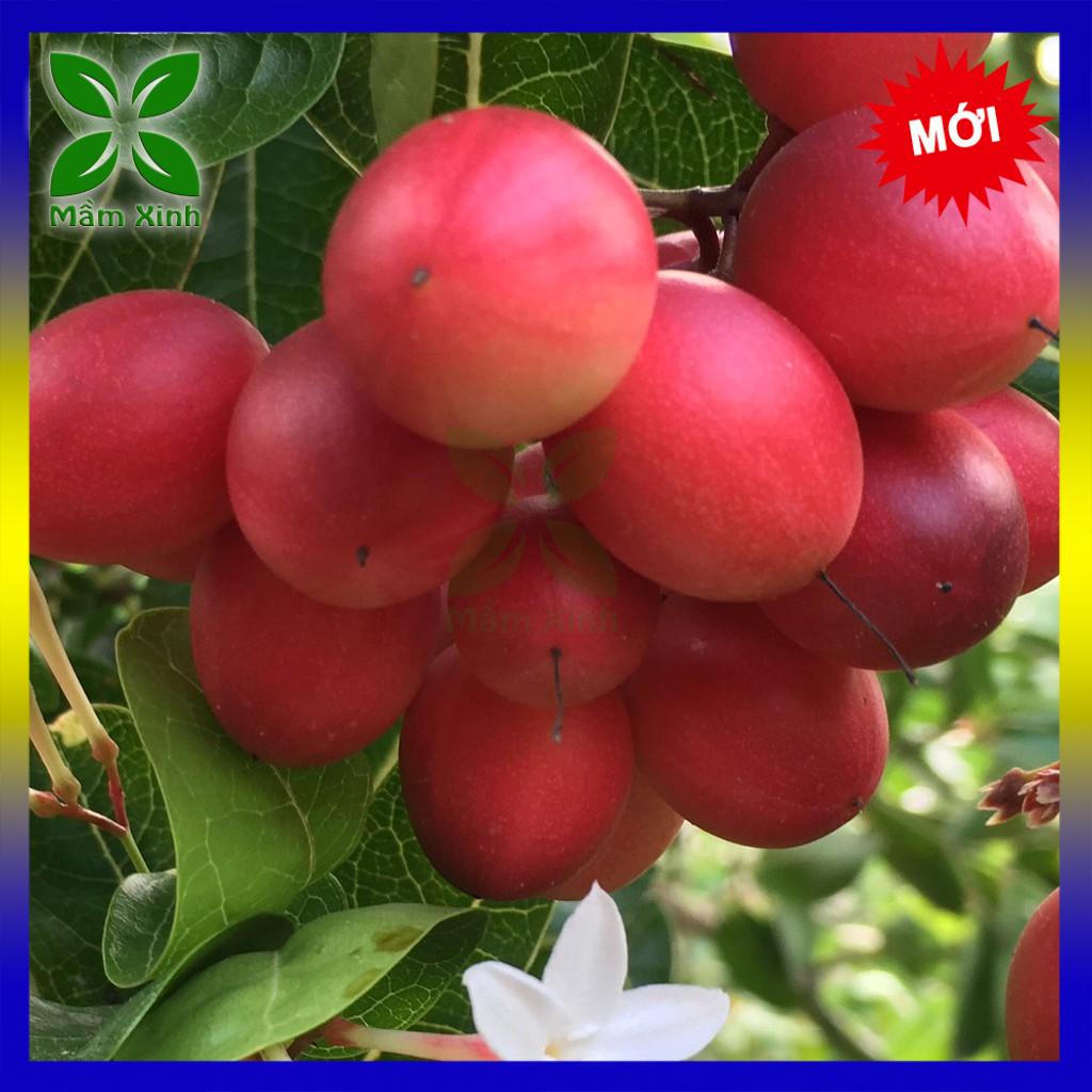 CÂY SIRO GIỐNG TRÁI ĐỎ