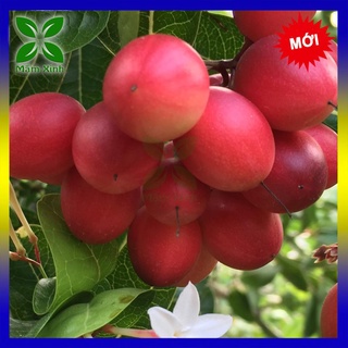 CÂY SIRO GIỐNG TRÁI ĐỎ