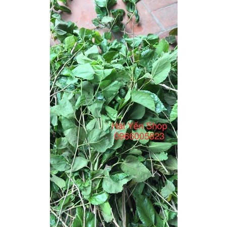 1kg Cây lá Dâu Tằm Tươi_Khô_cành giống