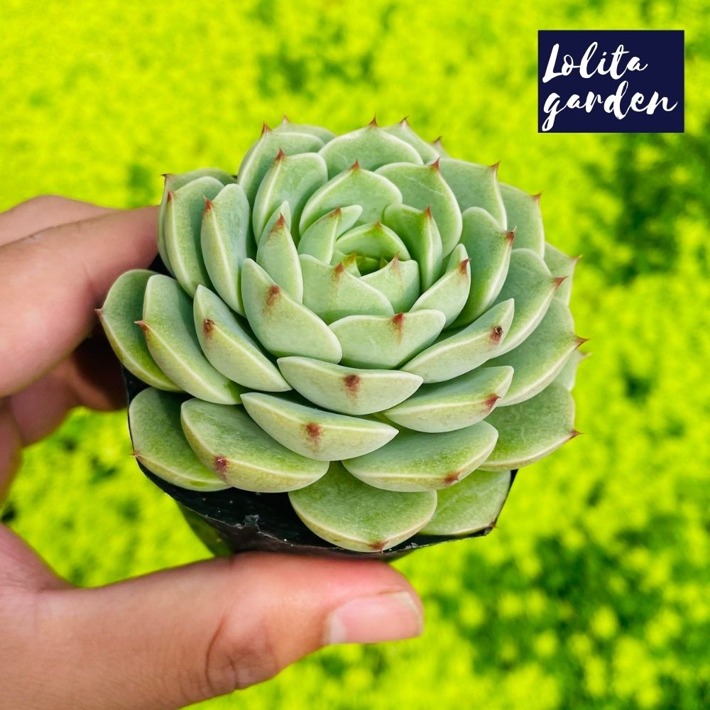 Sen đá vân mai Đà Lạt size bé cây cảnh trang trí nhà cửa Lolita garden