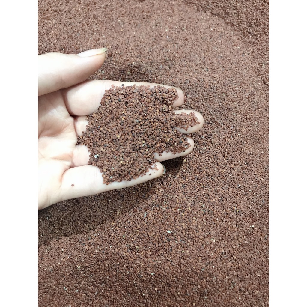 100GR Ngũ hoa hạt nguyên chất ( hạt ngũ hoa, hạt đình lịch )  giảm mụn, ngăn ngừa mụn | BigBuy360 - bigbuy360.vn