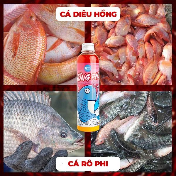 01 chai Hồng Phi Kim Long, chuyên câu cá Rô Phi, Diêu Hồng. 240ML