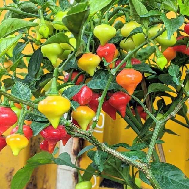 30 Hạt giống Ớt Trái Tim