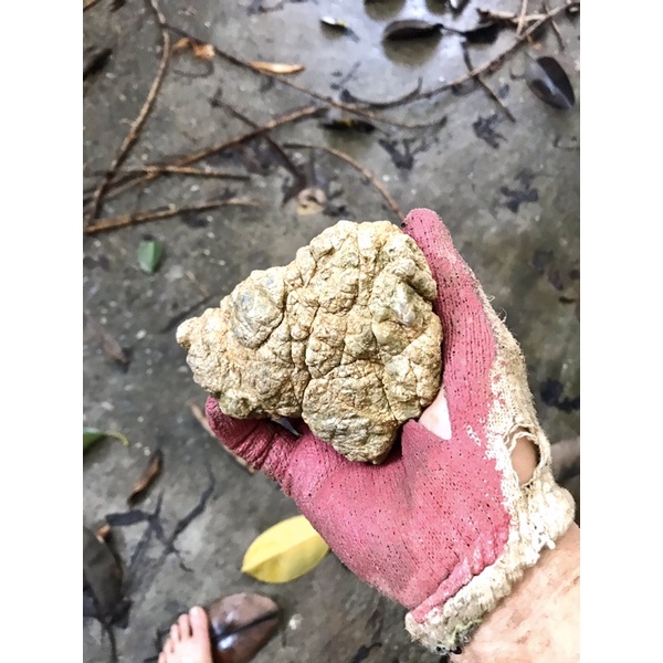 Đá da voi mini siêu vân 1kg