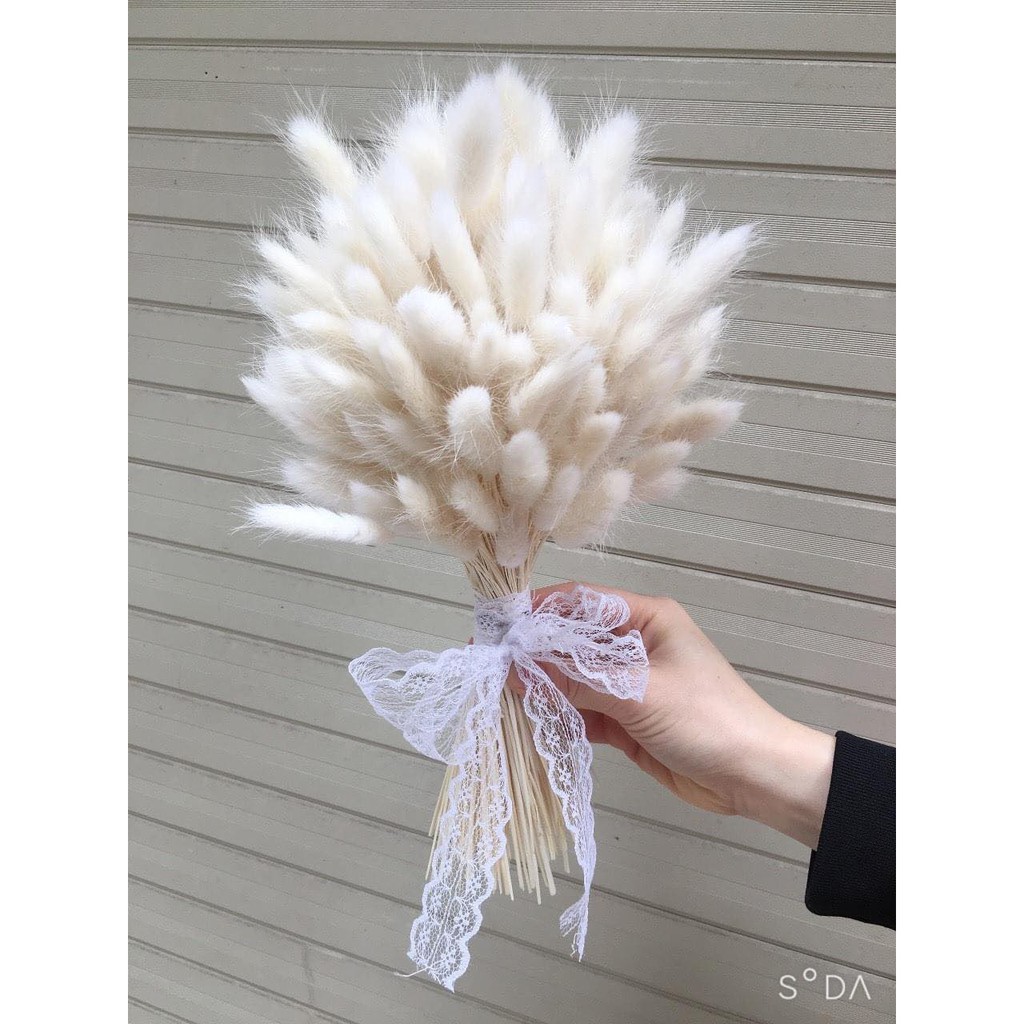 Hoa khô CỎ ĐUÔI THỎ Lagurus Bunny Tails màu trắng decor phong cách vintage