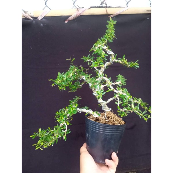 Linh sam 86 bonsai siêu đẹp