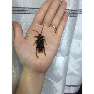 10 CON CÔN TRÙNG ĐỒ CHƠI CHO MÈO
