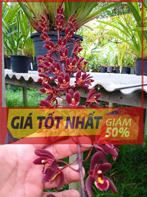 Hoa lan kiếm, hoa lan kiếm đỏ thái lan-gửi đi nguyên chậu, hàng cực đẹp, đánh thẳng từ thái về