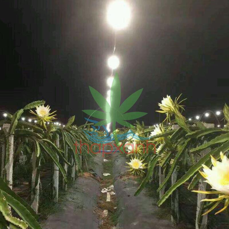 Đèn trồng cây Thanh Long DRG-15W, Đèn led xông Thanh Long