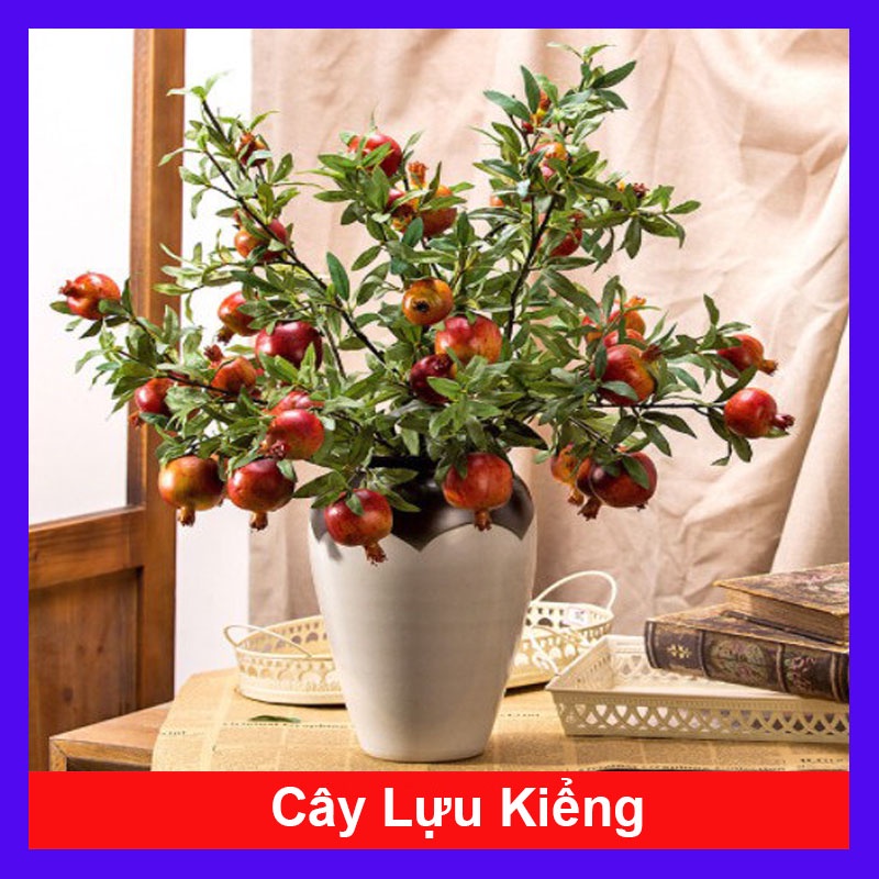 Cây lựu kiểng - cây cảnh để bàn + tặng phân bón cho cây