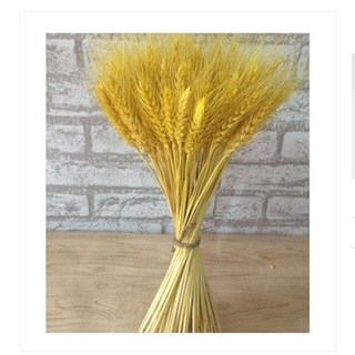 Bông lúa mạch vàng khô trang trí( 100 CÂY 70CM )