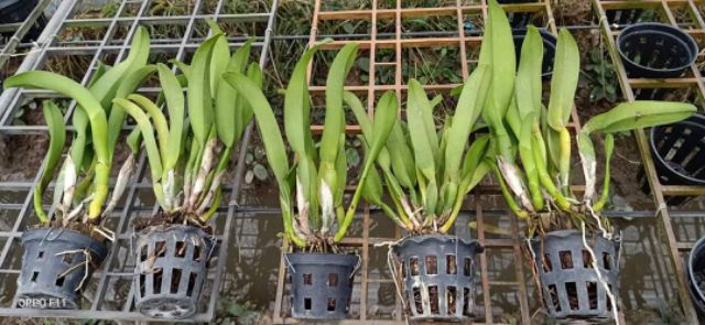 Hoa Lan Cattleya King Of Taiwan cây trưởng thành hàng thuần sắp hoa