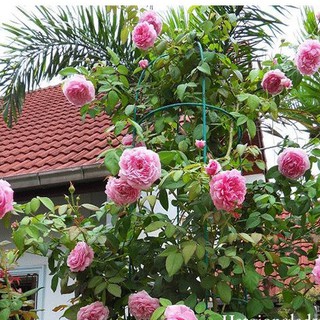 Hạt Giống Hoa Hồng Leo Pháp