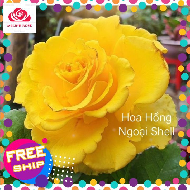 Hoa hồng ngoại Shell – Vẻ đẹp hấp dẫn trong những cánh hoa vàng rực rỡ-Vườn Hoa Melinhrose