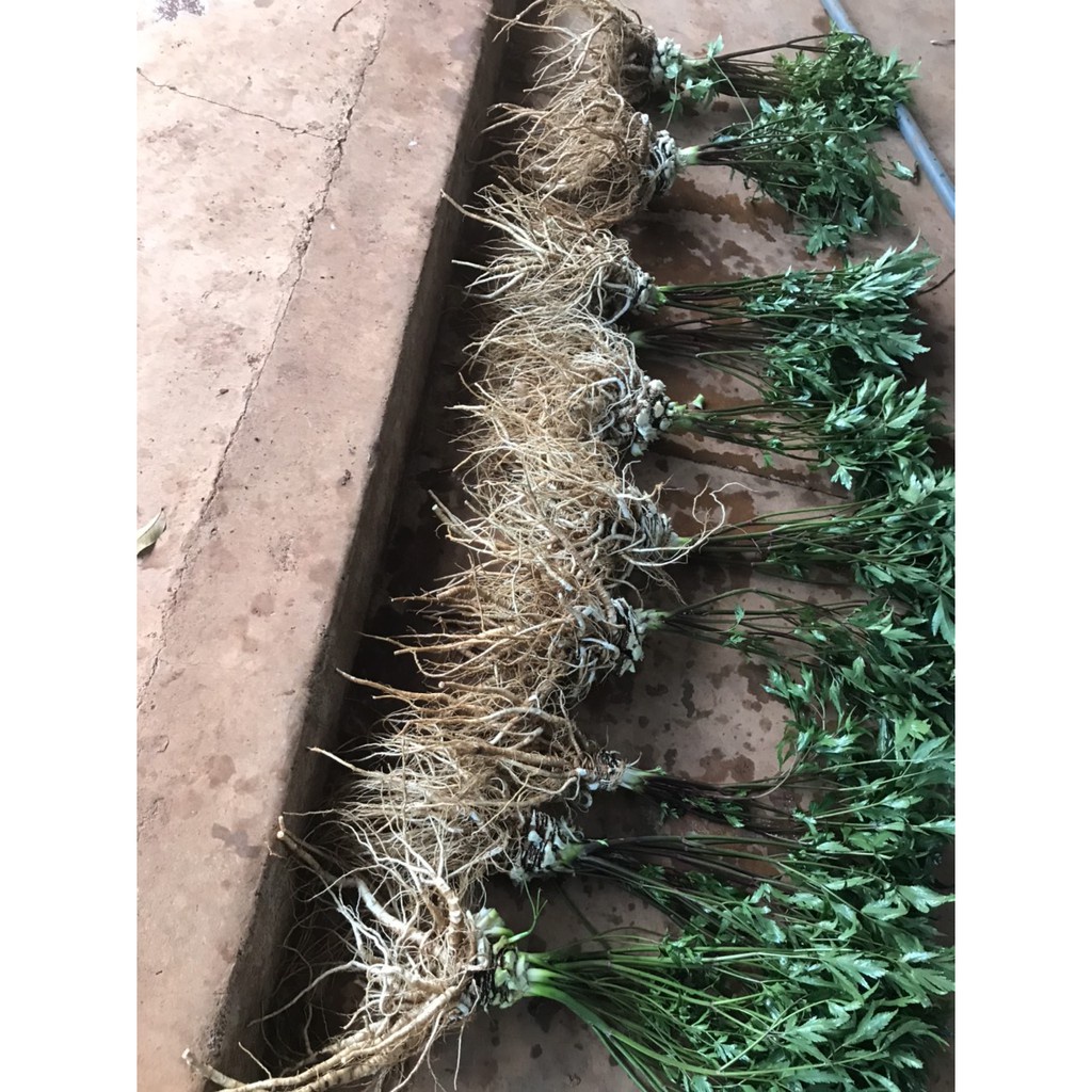 Đương quy khô 100 gram