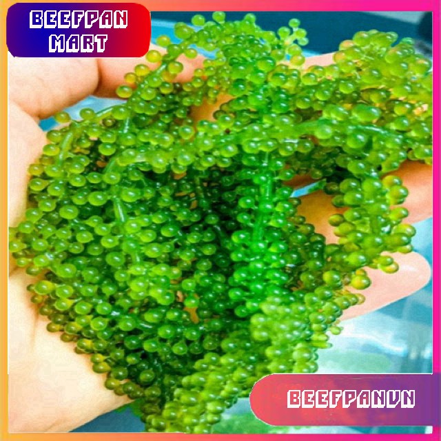 Combo 10 Gói Rong Nho Tách Nước Khánh Hoà 25Gr - Giàu Dinh Dưỡng - Công Nghệ Tách Nước Tiêu Chuẩn Nhật Bản | BigBuy360 - bigbuy360.vn