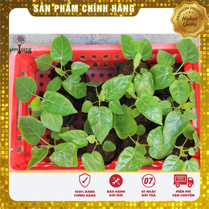 Hạt giống cà chua thân gỗ Tamarillo gói 04 hạt