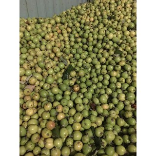 5kg táo mèo tươi