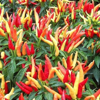 Hạt giống ớt chỉ thiên Mix ☘️