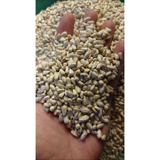 Hạt Kham Bỉ 37k/kg hàng mới về