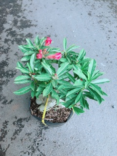 Cây Hoa Sứ Thái Kép
