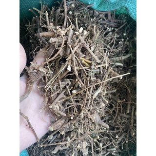 Rễ cành cây xấu hổ loại 1
