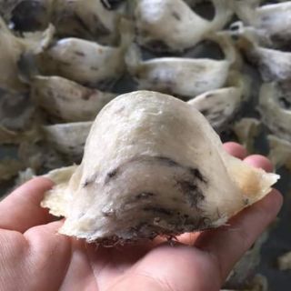 TỔ YẾN  THÔ   NHÀ  NUÔI