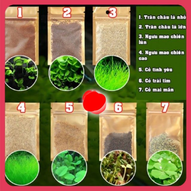 Hạt giống thủy sinh tỷ đệ nẩy mầm cao